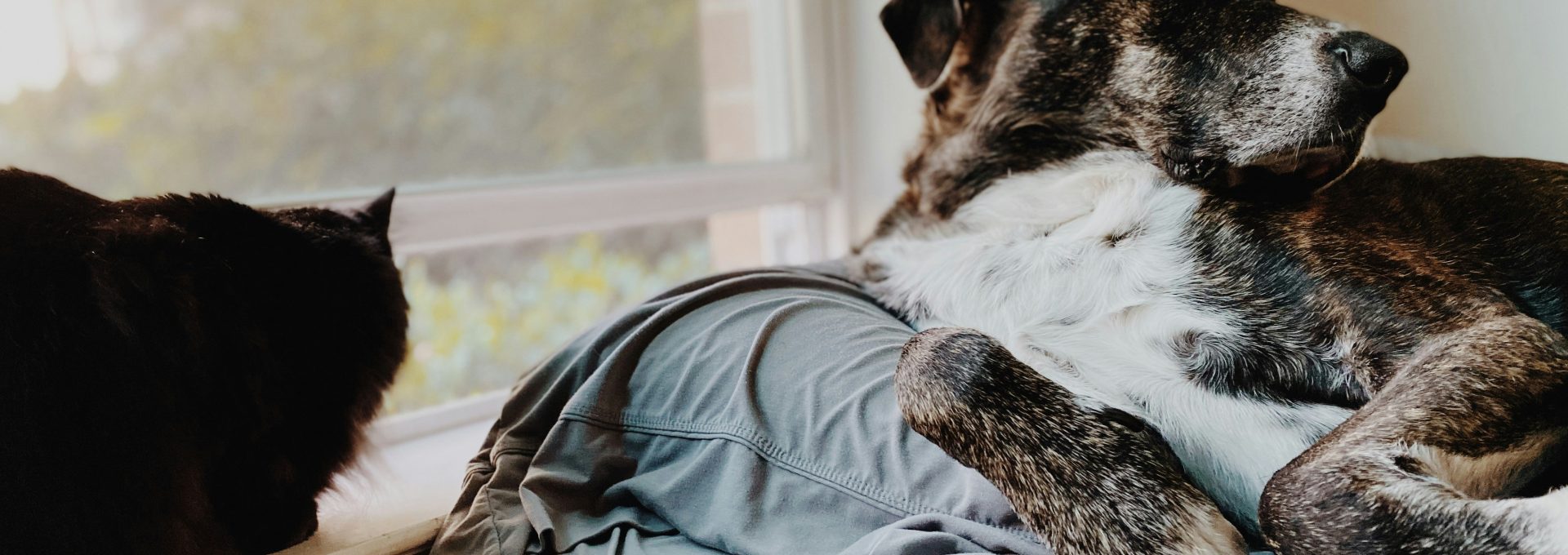 a dog lying on a blanket