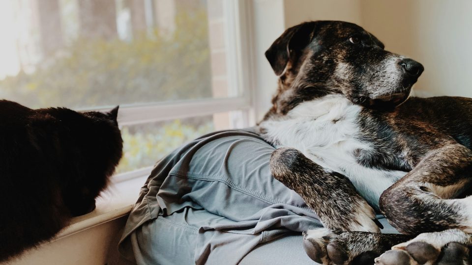 a dog lying on a blanket